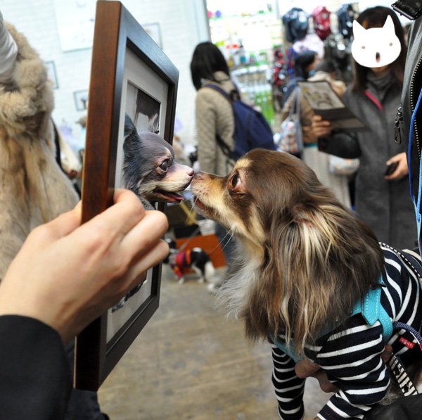 I heart Japan: Human doll cloning