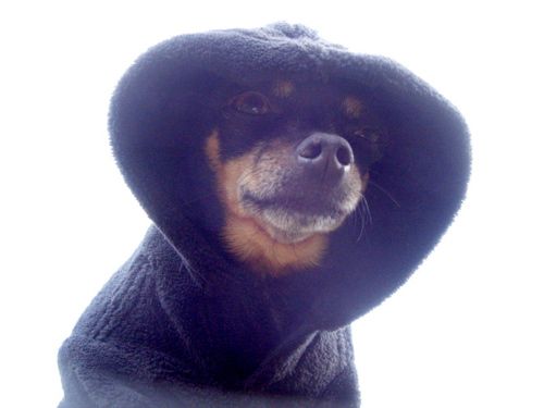 Doggy Doom!