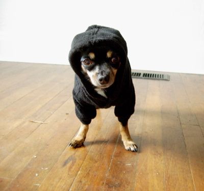 Doggy Doom!