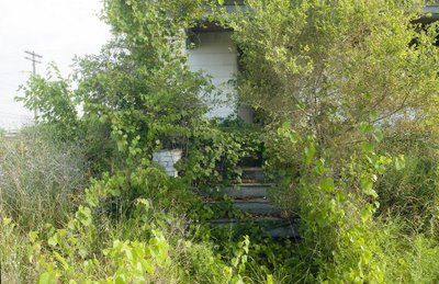 Feral Houses 0