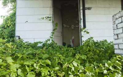 Feral Houses 0