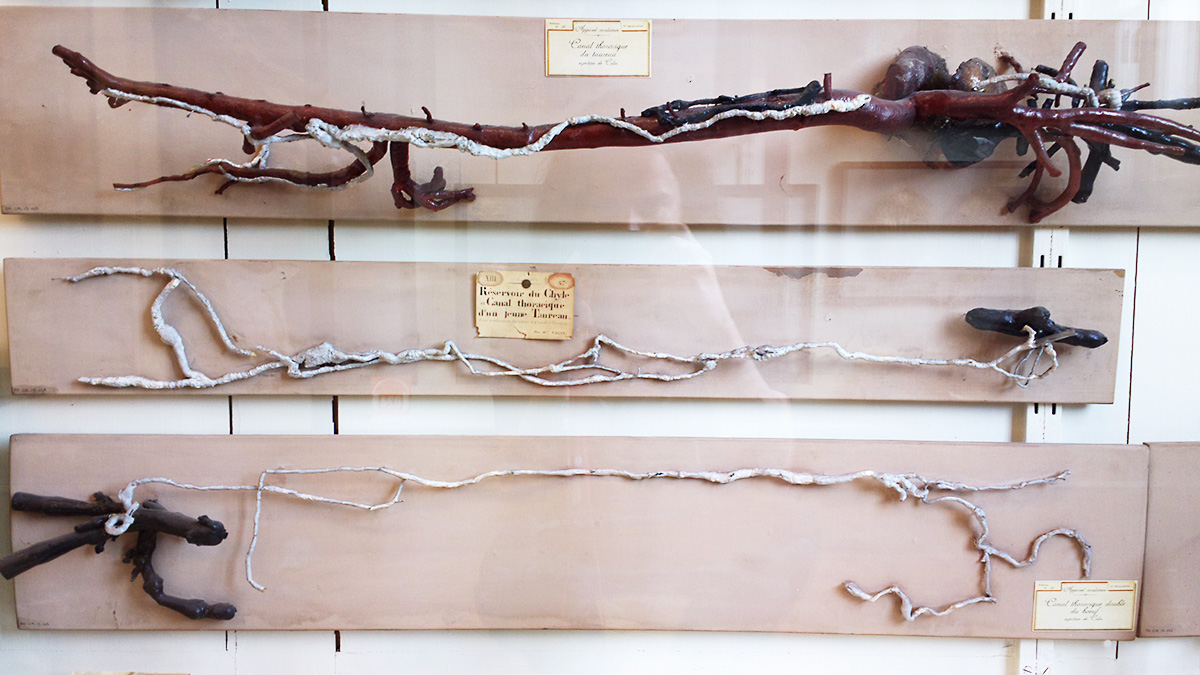 Le musée Fragonard images