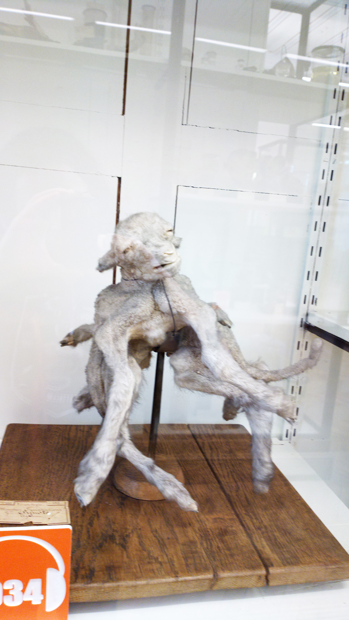 Le musée Fragonard images