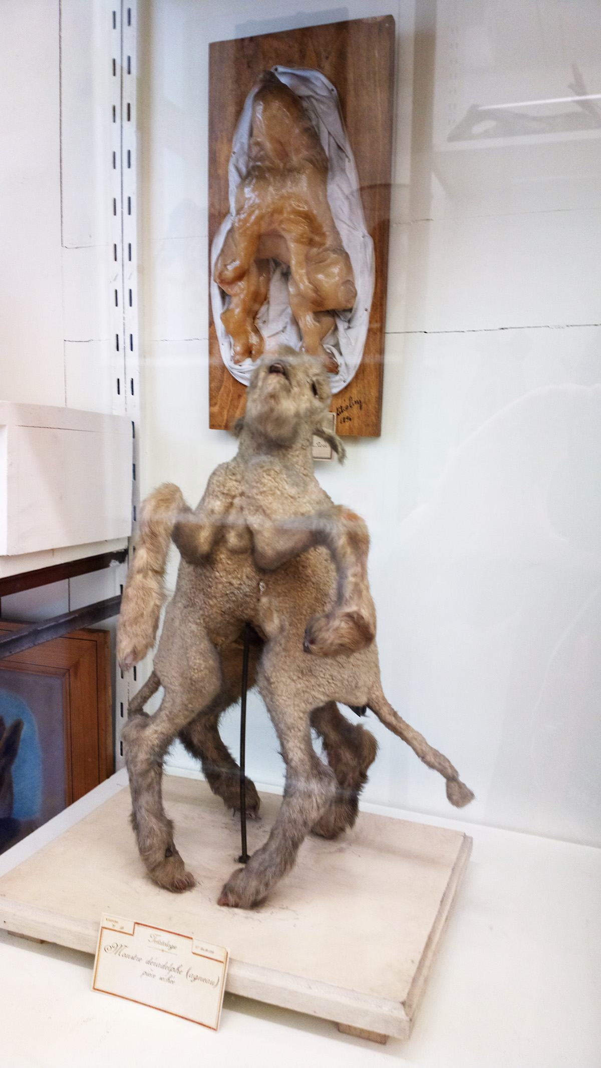 Le musée Fragonard images
