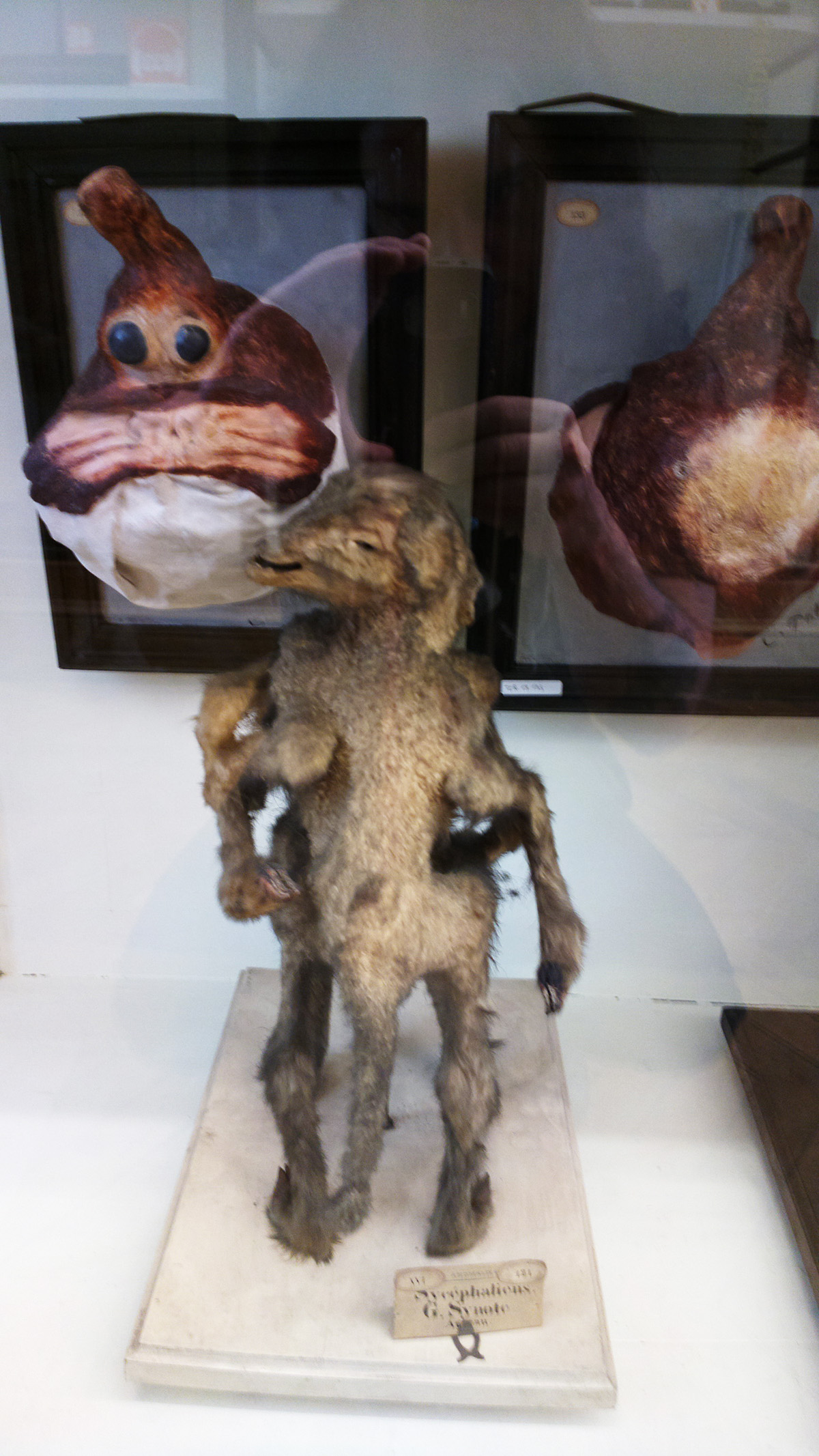 Le musée Fragonard images