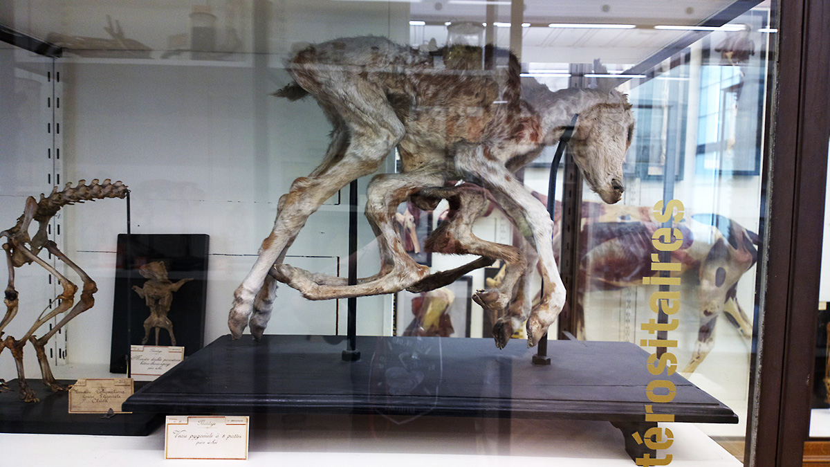 Le musée Fragonard images