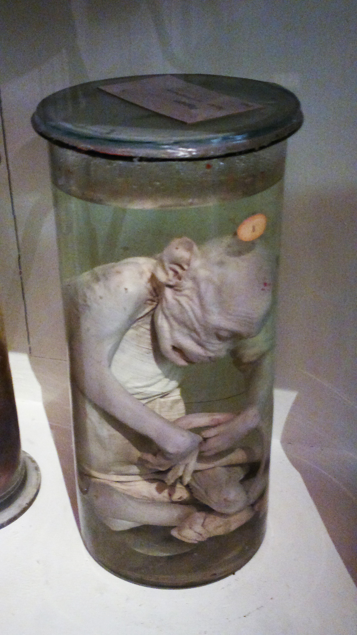 Le musée Fragonard images